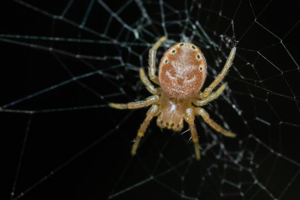 istock An Orange Spider in the Night 1288554484