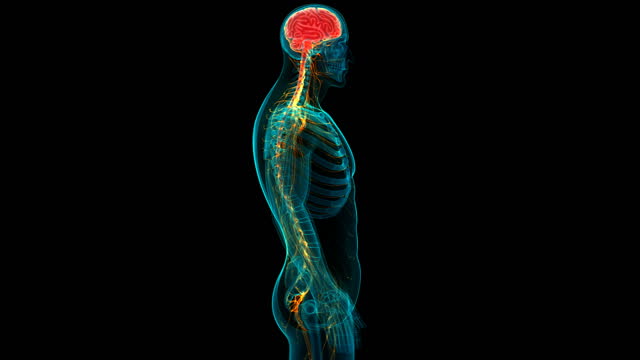 23,389 Human Nervous System Stock Videos and Royalty-Free Footage - iStock  | Human nervous system pain, Human nervous system spine, Human nervous  system brain
