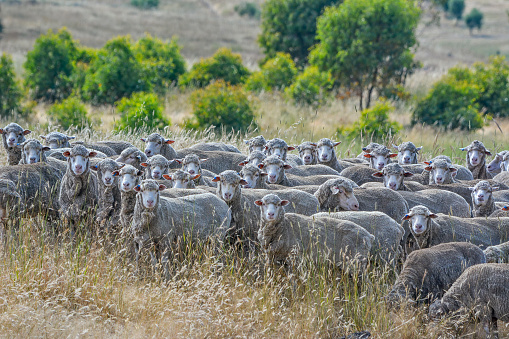 Free-range merino sheep and cattle in natural rangeland on a rural South African farm