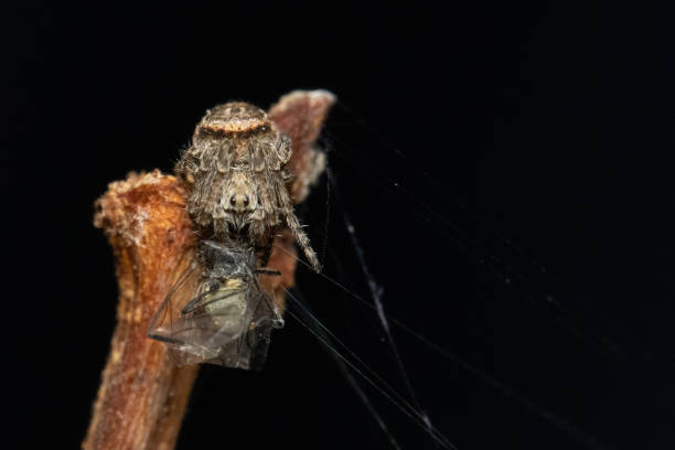istock Small Spider Clutching Their Meal 1288555832
