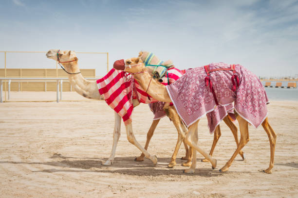 Racing Camels covered with colorful blankets walking side by side. Camel Racing is a popular sport in Western Asia and the Middle East. Racing Camels, Qatar, Persian Gulf Countries, Middle East, Western Asia