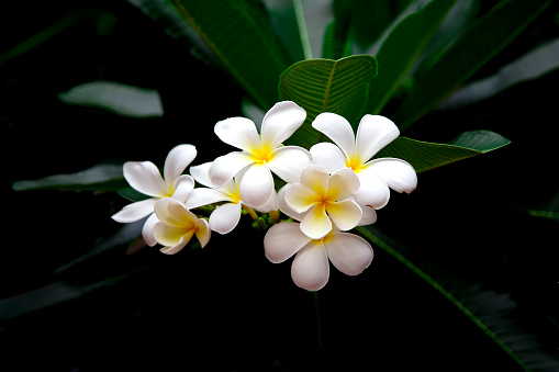 White plumeria flowers with leaves on black background. Close up of the White Frangipani Flower with green leaf in the garden.