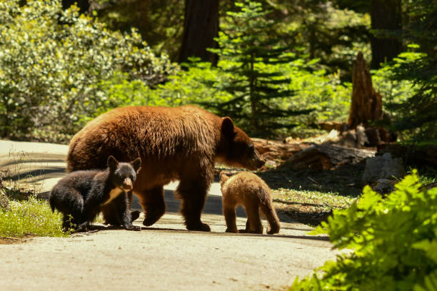 istock Bears in Sequoia National Park 1288558164