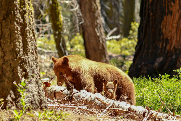 istock Bears in Sequoia National Park 1288558167