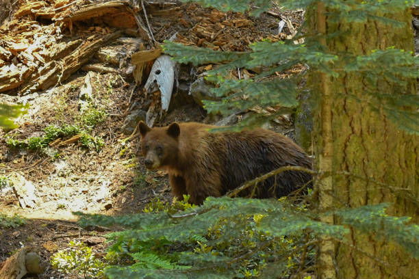 istock Bears in Sequoia National Park 1288558176