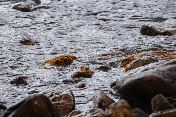 istock Stones in the water, covered with algae and moss. Seascape. Nature background 1288558189