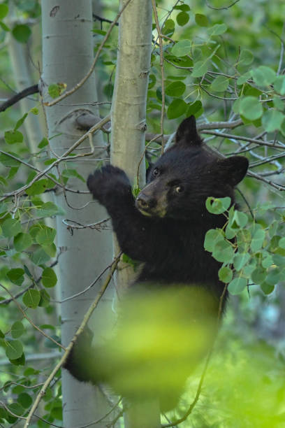istock Bears in Sequoia National Park 1288558210