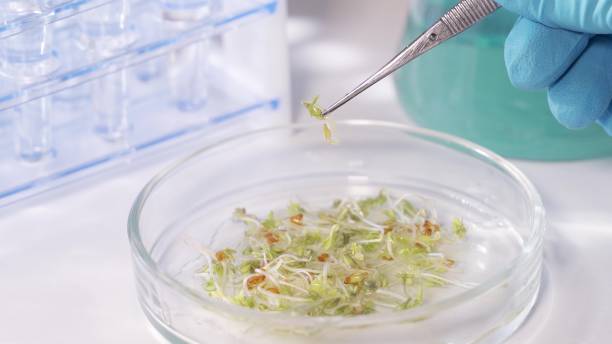 istock Planting in the laboratory. Testing the germination of grain 1288559298
