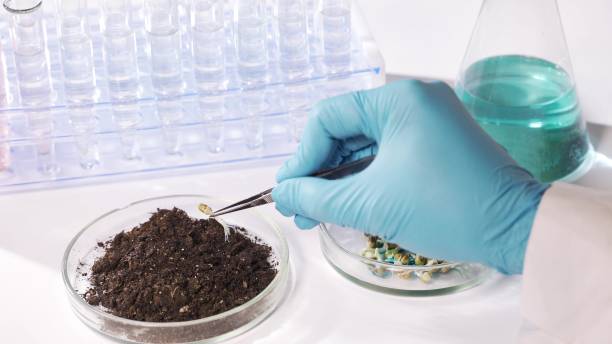 istock Biotechnology engineer planting seeds in the ground 1288559337