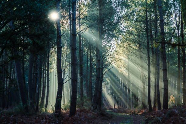 herrliche landschaften eines pinienwaldes, die vom sonnenlicht durchzogen sind - kiefernwäldchen stock-fotos und bilder