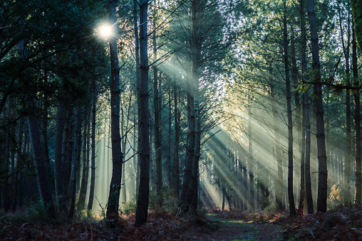 Magníficos paisajes de un bosque de pinos atravesado por la luz del sol photo