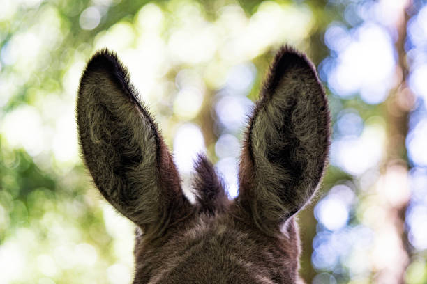 orejas de pony - orejas de burro fotografías e imágenes de stock