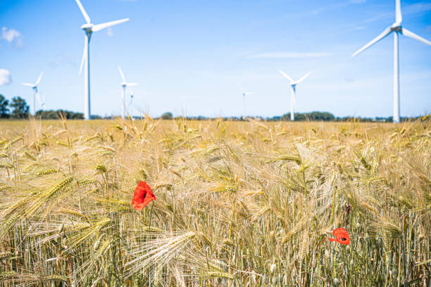 View of poppy flowers growing in wheat field with windmills spinning in background Abbeville Picardy France