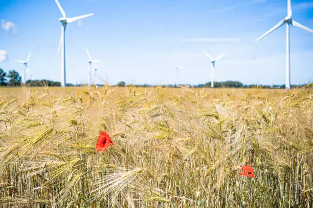 View of poppy flowers growing in wheat field with windmills spinning in background Abbeville Picardy France