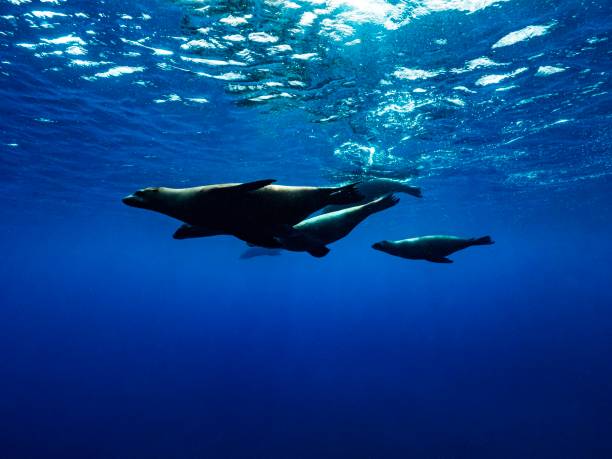 istock Life and dive Baja california 1288562846