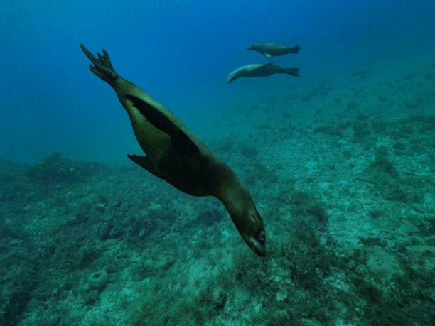 istock Life and dive Baja california 1288562958