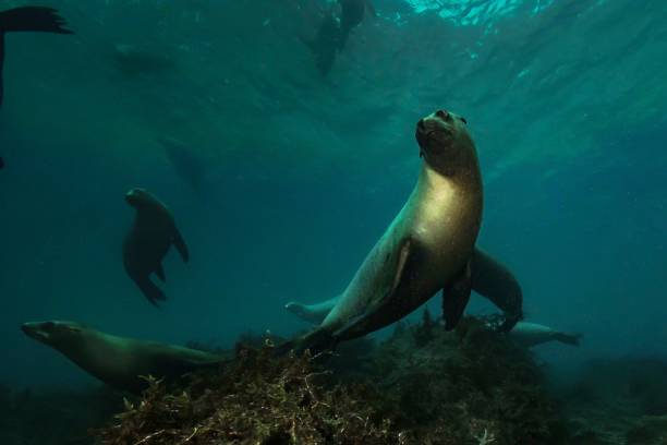 istock Life and dive Baja california 1288563254