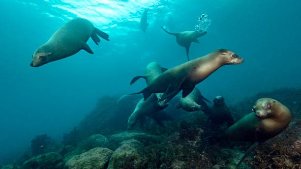 istock Life and dive Baja california 1288563305