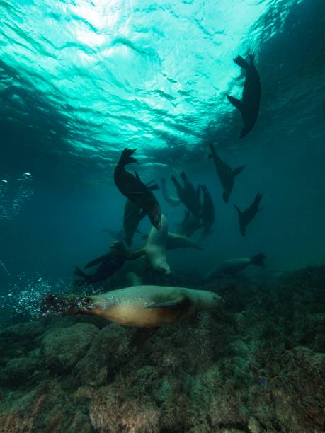 istock Life and dive Baja california 1288563865