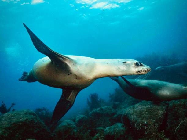 istock Life and dive Baja california 1288563926