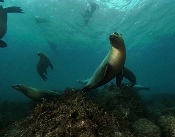 istock Life and dive Baja california 1288563986