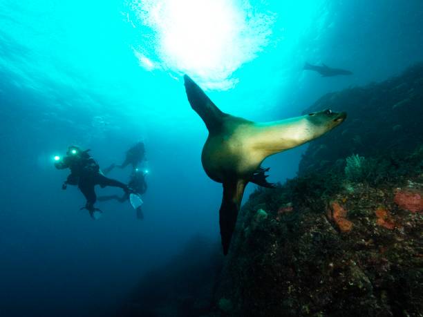 istock Life and dive Baja california 1288564001