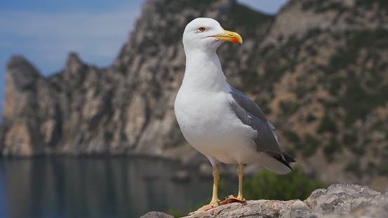 Funny seagull bird standing on the seashore close up.
