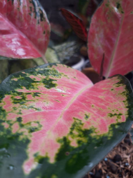 istock An aglaonema's flower 1288565213