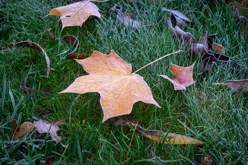 Assortment of autumn or fall leaves covered with frost lying on green grass with focus to a central orange maple leaf in a concept of decay, life cycles in nature and the seasons