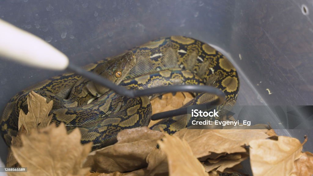 Reticulated Python Agression 4k Uhd Python Reticulatus Also Known As The Reticulated Python Stock ...