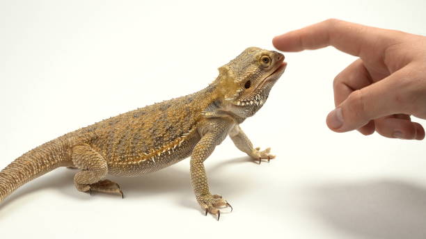 istock Women's hand strokes the terrible lizard-dragon. Agama bearded, pet 1288566166