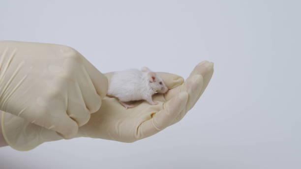 istock the scientist holds a white laboratory mouse on his arm. 1288567377