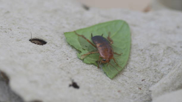 istock Cockroaches feeding closeup footage 1288567856