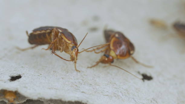 istock cockroach, cockroach with food, many cockroach 1288568440