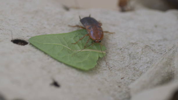 istock Cockroaches feeding closeup footage 1288568677
