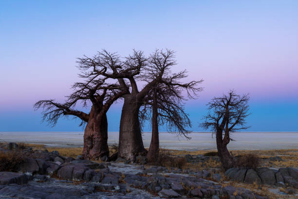 istock Baobab trees at Kubu Island after sunset 1288568926