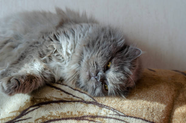 istock Pampered Grey fluffy cat lies on its side. 1288569534