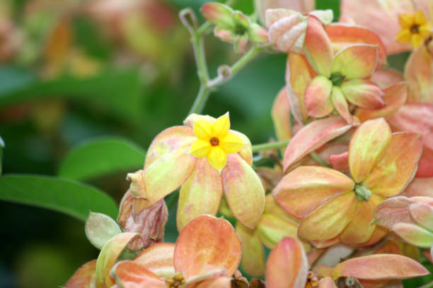istock Mussaenda marmelada orange in full bloom 1288570726