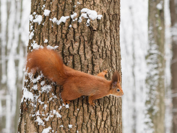 istock Bushy tailed eurasian red squirrel sitting on a tree trunk in the snow and looking 1288573280
