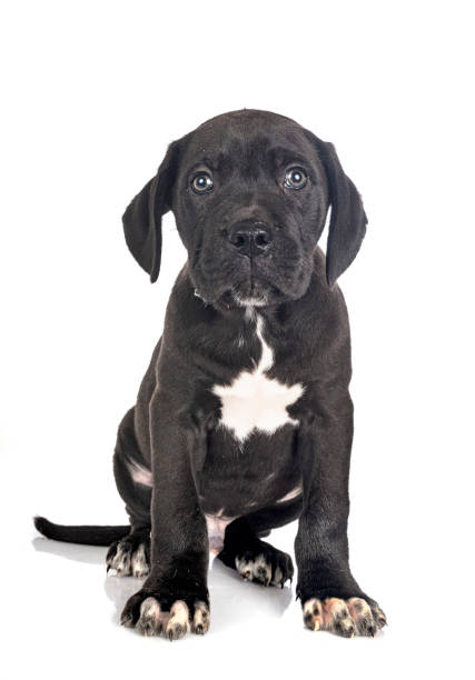 istock puppy italian mastiff 1288573309