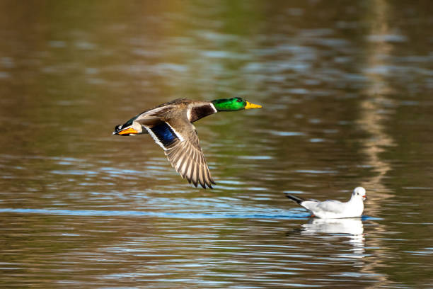 istock Wild duck or mallard, Anas platyrhynchos flying over a lake 1288573449