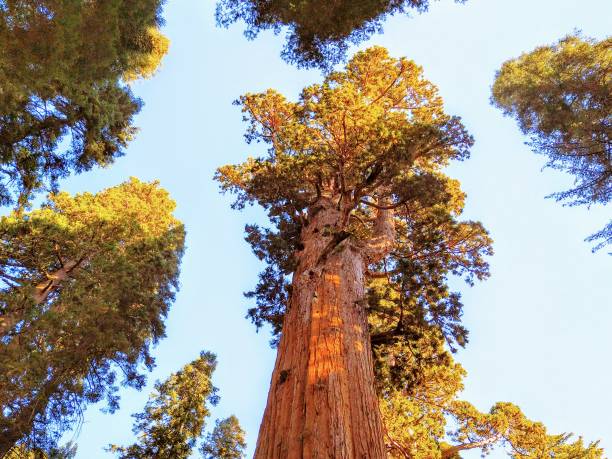 istock Top of General Sherman 1288574699