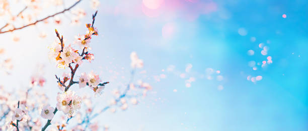 istock Hello spring concept. Flowering fruit tree with lens flare bokeh on sunny sky background 1288575825