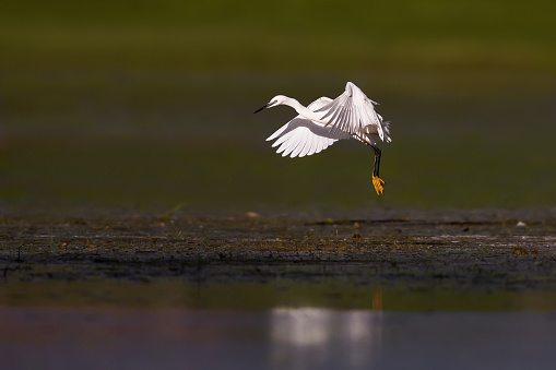 White little egret flying above the lake.