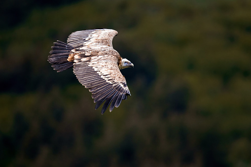 Eurasian Griffon vulture flying in wilderness.