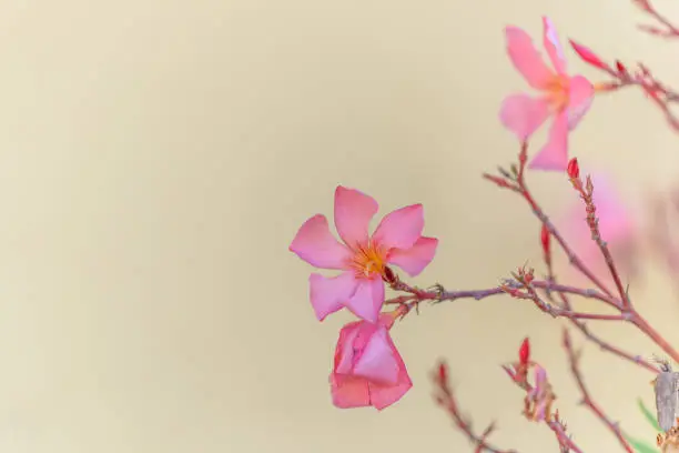 Photo of Beautiful oleander flower in a decorative garden.