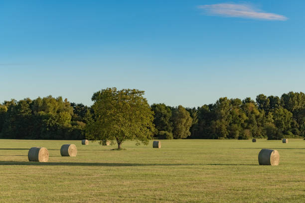 istock Hay bales in an agricultural meadow in spring. 1288576863