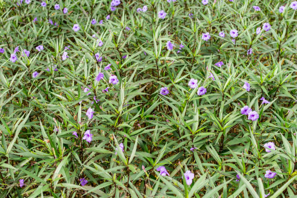 Purple flower of Ruellia brittoniana or Ruellia simplex, the Mexican petunia, Mexican bluebell or Britton's wild petunia, blossoming in a park in Shenzhen, China stock photo