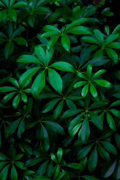istock closeup nature view of tropical leaf background 1288578135