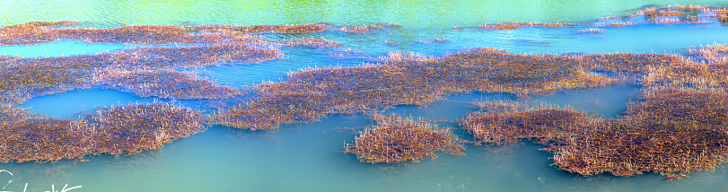 Autumn lake landscape with algae and flat, blue water surface represents the peace in the countryside of Vietnam
